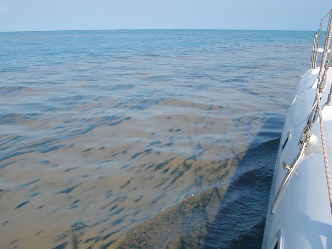 Algae